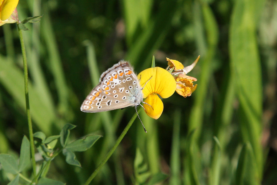 Polyommatus icarus femm. ?